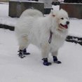 thumbnail image 4 of Waterproof Pet Shoes Boots,Breathable Paw Sole Protectors With Reflective, Rugged Anti-Slip Water Resistant For Small Medium Large Dogs, Pack Of 4 Pcs, 4 of 8