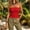 Red, variant on Women's Solid Color Casual Ruched Side Strapless Tube Top Ribbed Knit Bandeau Top Summer Skinny Shirt Red XL(XL)