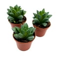 thumbnail image 3 of Haworthia African Emeralds, 2 inch Set of 3, Haworthia Retusa Tiny Mini Pixie Plants, 3 of 7