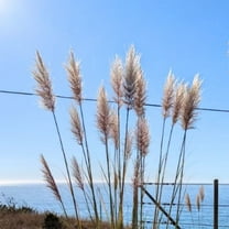 Pink Pampas Grass 4-8 Inch, Pampas Grass Plants Live for Outdoor Planting