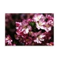 thumbnail image 2 of Gango Home Decor Cherry Blossoms I by Alan Hausenflock (Printed on Paper); One 36x24in Fine Art Paper Giclee Print, 2 of 4