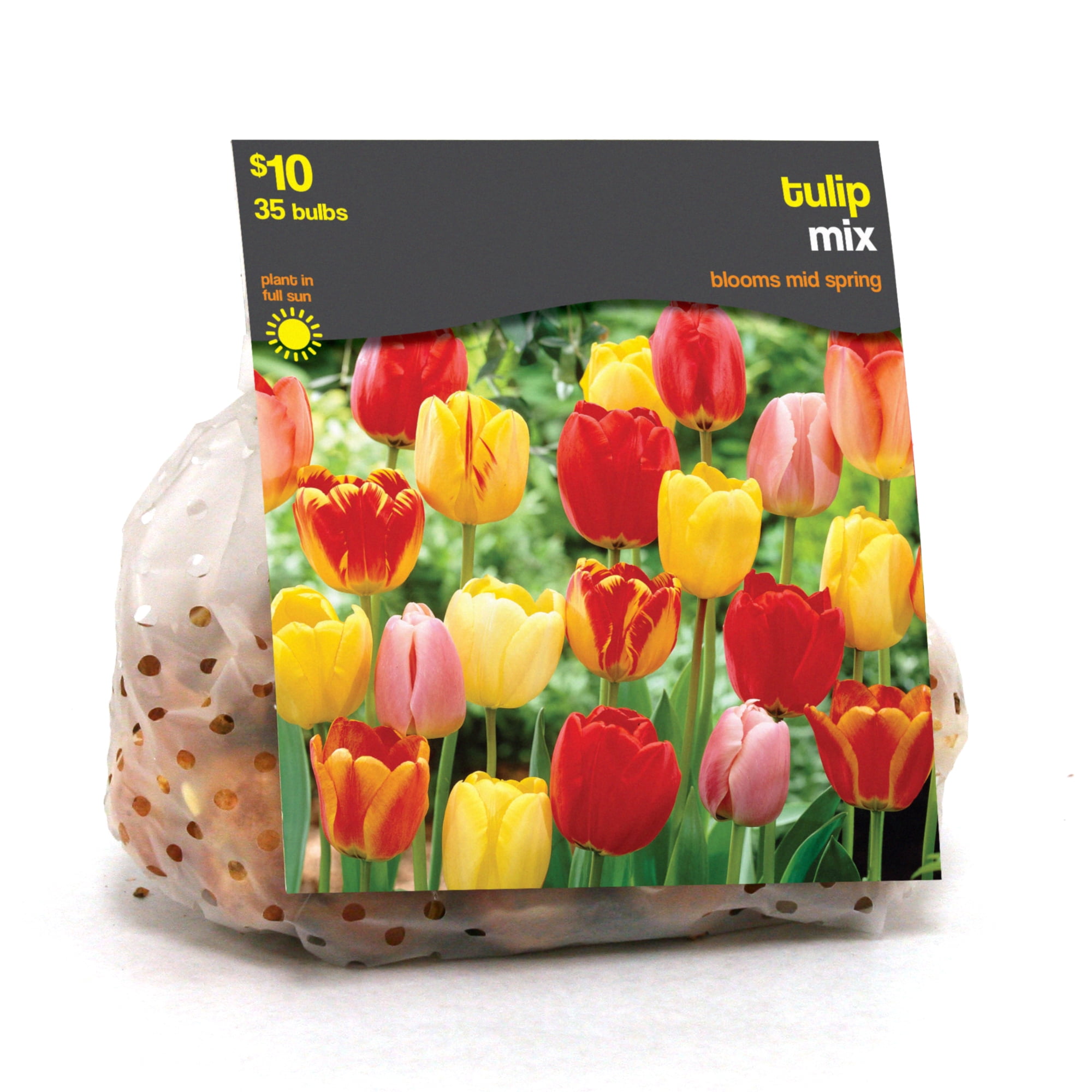 Tulip Mixed
