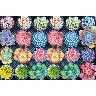 Succulent Puzzle