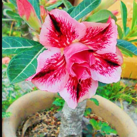 Desert Rose, Low Maintenance - Easy Grow - Ideal for Beds Borders, Plant Pots & Planters