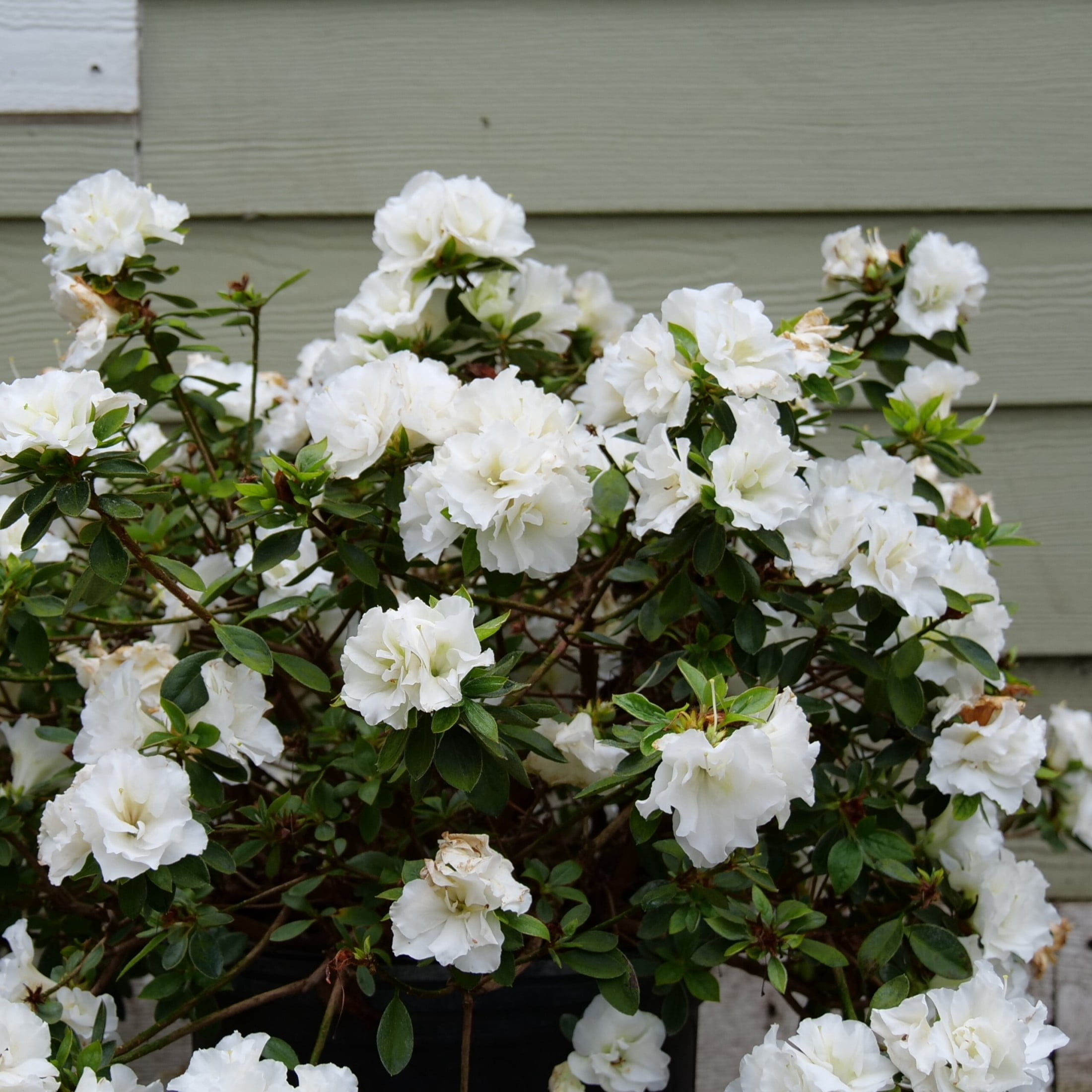 Proven Winners ColorChoice 5" Perfecto Mundo Double White Reblooming Azalea Live Plant in 4.5" Pot (4 Count)