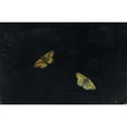 thumbnail image 2 of Giovanna Garzoni 14x11 Gold Ornate Wood Frame and Double Matted Museum Art Print Titled - Two Butterflies, 2 of 4