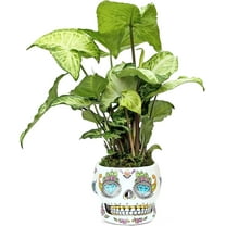 Live White Butterfly Syngonium Arrowhead, Air Purifying Houseplant, Sympathy Gift, Funny Doctor Gift, Couples Gift Christmas, New Nurse Gift in 4" Ceramic Skull