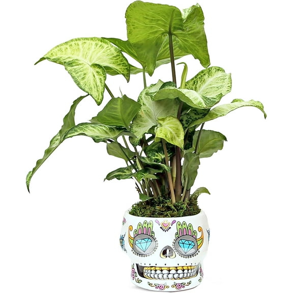 Live White Butterfly Syngonium Arrowhead, Air Purifying Houseplant, Sympathy Gift, Funny Doctor Gift, Couples Gift Christmas, New Nurse Gift in 4" Ceramic Skull