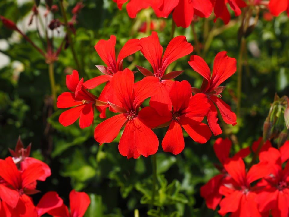 Red Flowers Geranium Pelargonium Grandiflorum20 Inch By 30 Inch