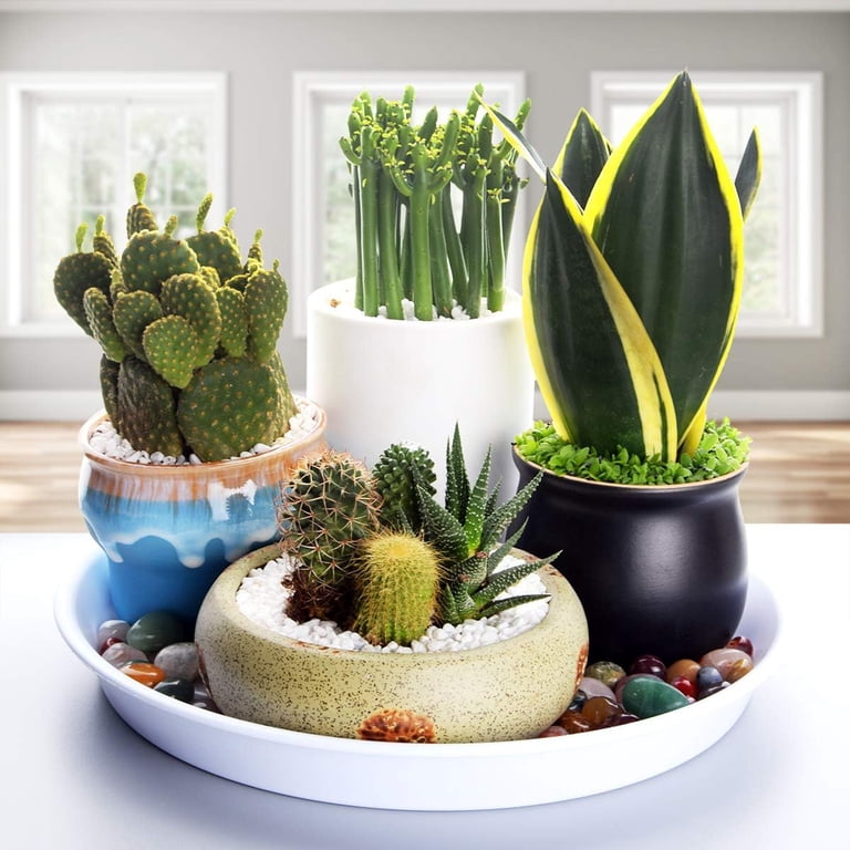 elephant bonsai tree Elephant Jade Bonsai in 8