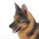 thumbnail image 2 of Juguete de Figura Animal de Perro Pastor Sunnimix Modelo de Animales de Granja Amarillo Claro, 2 of 8