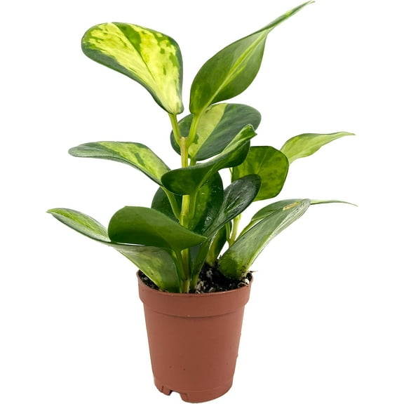 Hoya Lisa - Live Plant in a 2 Inch Pot - Hoya Australis SSP. 'Lisa' - Beautiful Vining Indoor Houseplants Straight from The Nursery