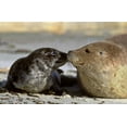 thumbnail image 2 of Welling, Dave 24x17 White Modern Wood Framed Museum Art Print Titled - CA, La Jolla Wild harbor seal mother and pup, 2 of 4