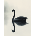thumbnail image 1 of Qisvanset 12x16 Inch 2D Flat Framed Canvas Art, Black Swan Water Reflection Minimalist Wildlife Modern Home Wall Art, 1 of 5