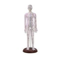 thumbnail image 3 of MERIGLARE Human Body Model Portable Color Coded Markings for Teaching Student Training White Female, 3 of 7
