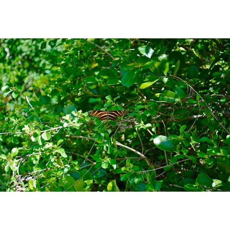 Marathon Florida Keys - Canvas Print Florida Keys Marathon Zebra Longwing Butterfly Stretched Canvas 10 x 14