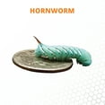 thumbnail image 4 of Mack's Natural Reptile Food 12 ct. Hornworm, 4 of 5