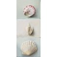 thumbnail image 3 of du Ciel, Milieu 8x14 Black Modern Framed Museum Art Print Titled - Shell selection IV, 3 of 5
