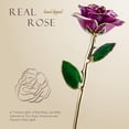 thumbnail image 3 of Yonktoo Gold Dipped Rose - Real Rose Preserved in 24K Gold, Forever Gift Rose for Her, Mother's Day, Valentine's Day, Anniversary, Birthday - Romantic Gift for Wife, Mom, Girlfriend - Purple, 3 of 6