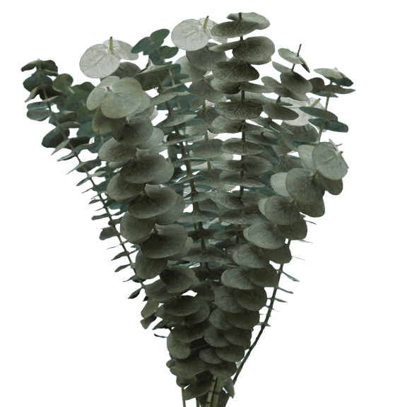Globalrose Fresh Cut Flowers 50 Stems Silver Eucalyptus