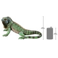 thumbnail image 3 of Design Toscano QL56991 Iggy The Iguana Garden Statue, 22 Inch, Large, Full Color, 3 of 3