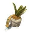 thumbnail image 3 of Greenhouse by Russ, Snake Plant, 6 inch succulent stuffed plush, 3 of 4