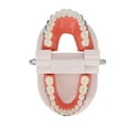 thumbnail image 4 of Modelo de dientes tipodontos dentales Sincero con soporte metálico de ortodoncia, 4 of 10