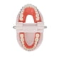 thumbnail image 4 of Modelo de dientes de tipodonto dental con soporte de metal de ortodoncia para la enseñanza de dentistas, investigación y laboratorio dental, 4 of 15