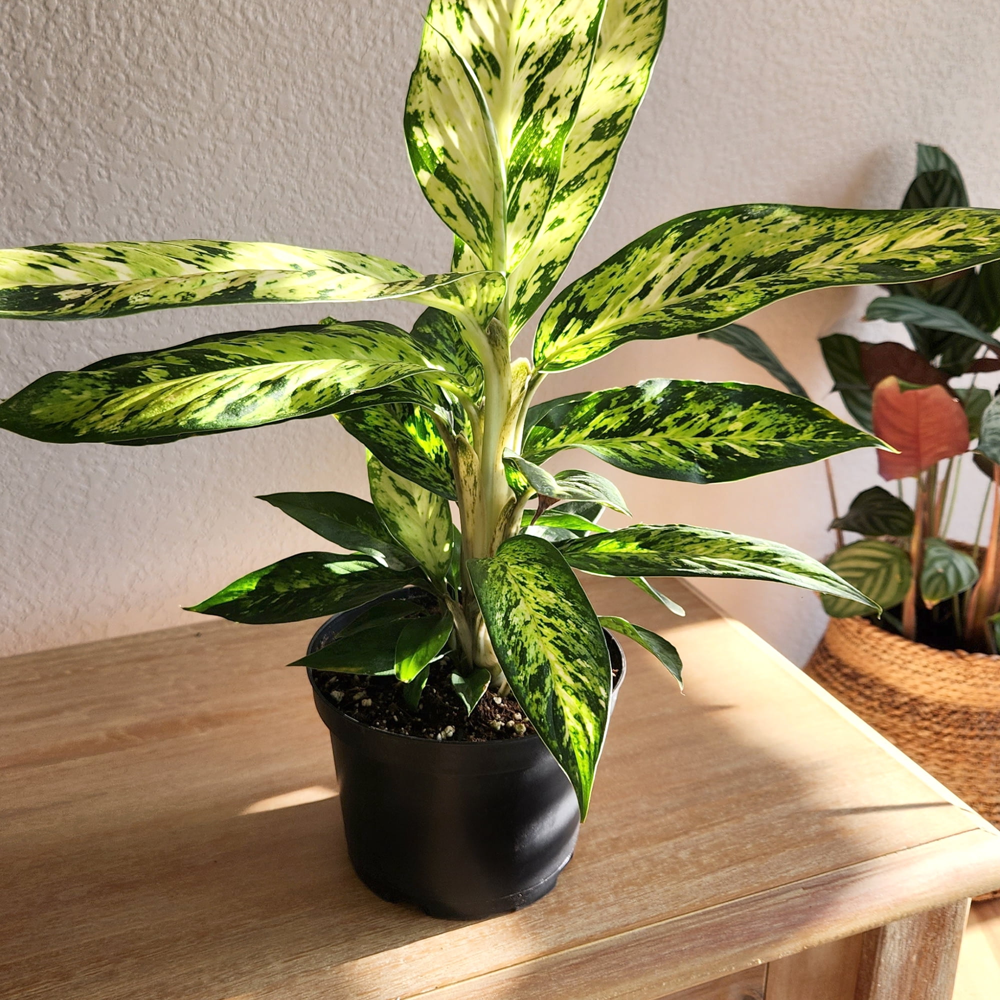 Expert Gardener Star Bright Dumb Cane, 6in. Houseplant Pot, Easy Care Live Plant, Indirect Sun