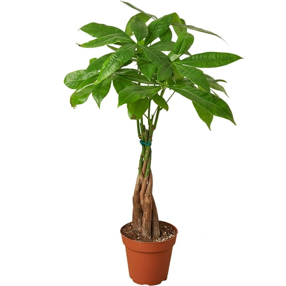 Money Tree 'Guiana Chestnut' Pachira Braid Live Plant for Indoor | Different Houseplants in 4'' & 6'' Pot | Real House Plant for Living Room, Office, Desk & Bathroom |