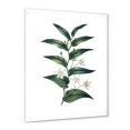 thumbnail image 2 of Designart 'Little White Flowers With Ancient Plant' Farmhouse Framed Art Print, 2 of 4