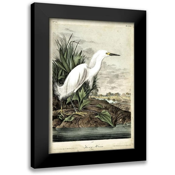 Audubon, John James 11x14 Black Modern Framed Museum Art Print Titled - Snowy Heron