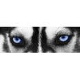 thumbnail image 2 of PhotoINC Studio 24x11 Black Ornate Wood Framed with Double Matting Museum Art Print Titled - Husky, 2 of 4