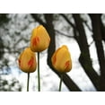 thumbnail image 2 of Bonin, Suzanne 18x15 White Modern Wood Framed Museum Art Print Titled - Tulip Trio, 2 of 4