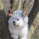 thumbnail image 5 of Disfraz de gato, aro de cabeza navideña, astas de reno navideñas, sombreros para perros y gatos con flores para gatos y perros pequeños, talla S, 5 of 7