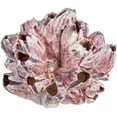 thumbnail image 2 of Real Purple Barnacle Cluster 5-7" Aquarium Ornament Piece for Decor - Natural Barnacle Cluster, 2 of 4