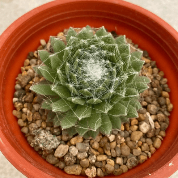 Hen and Chicks, Sempervivum, Rooted Succulent, Live Plant in 4'' Pot