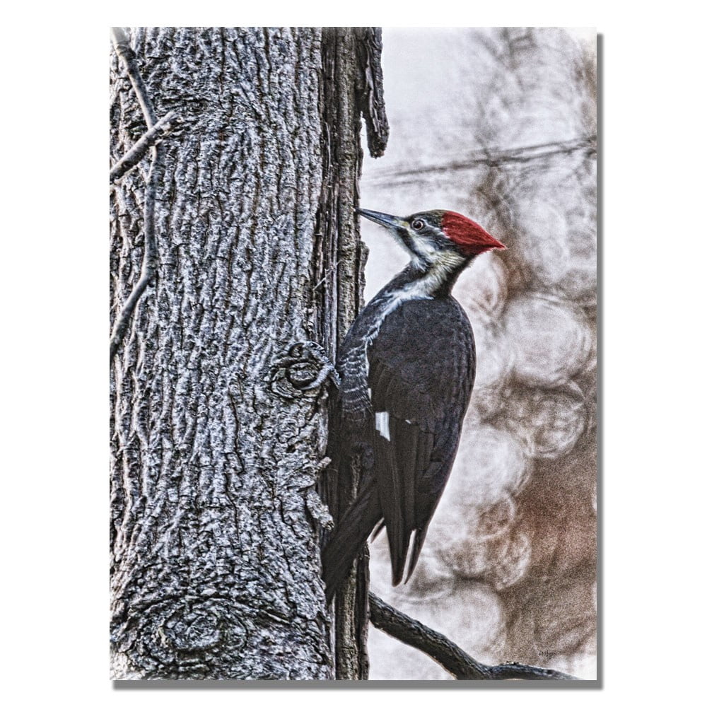 Trademark Fine Art "Woodpecker" Canvas Wall Art by Lois Bryan