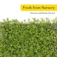 thumbnail image 6 of 3 Red Creeping Thyme in 2.5" Cubes | Live Fragrant Evergreen Groundcover with Bright Red-Pink Blooms | Low-Growing Perennial Herb for Containers, Pathways & Landscaping (Thymus 3 Red Creeping Thyme, 6 of 10