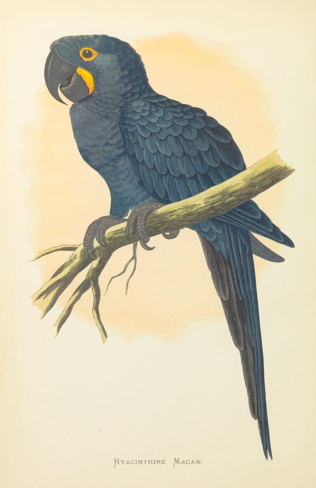 Parrots In Captivit