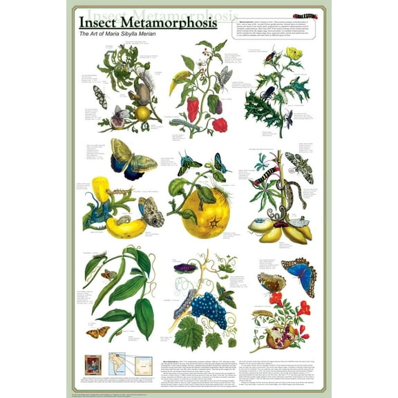 Insect Metamorphosis Educational Poster 24x36