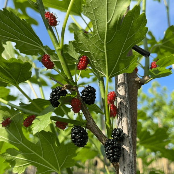 1 Illinois Everbearing Mulberry Rooted Starter Plant, Morus alba, Sweet, Fast-Growing Fruit Tree, Edible Mulberries, Hardy & Easy to Grow