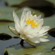 Water Lily, Living, Plant Roots In Pond Sediment, Beautiful Addition To Ponds