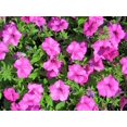thumbnail image 3 of 100 PINK PETUNIA Flower Seeds, 3 of 3