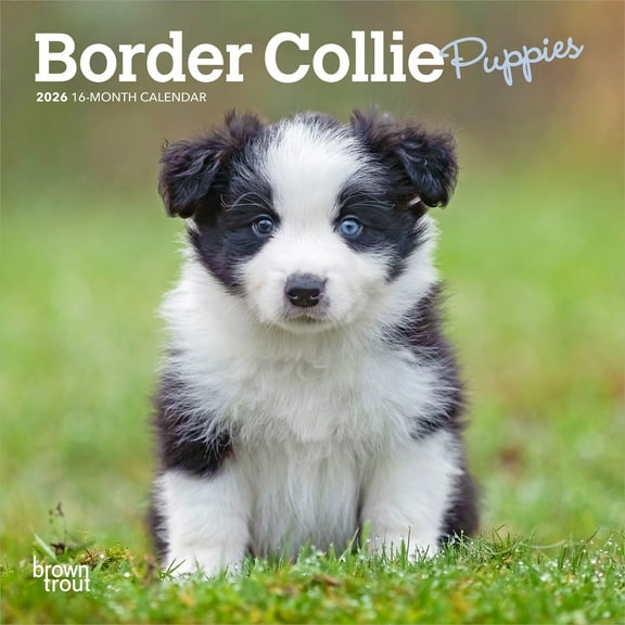 Border Collie Puppies | 2026 7x14" (Hanging) Mini Wall Calendar | BrownTrout