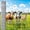 6ft x 164ft, variant on Farm Fence 6ft x 164ft, 12 Gauge Heavy Zinc Coating Cattle Panel Fence Galvanized Woven Wire Field Fencing Livestock Fence, Durable Chain Link Hog Wire Fencing for Yard Garden Sheep Goat Deer Horse
