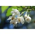 thumbnail image 2 of 50 WASHINGTON HAWTHORN Crataegus Phaenopyrum Mayflower Shrub Tree Edible Fruit & White Flowers Seeds, 2 of 10