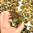 thumbnail image 3 of Jewel Orchid Ludisia Discolor Starter Plant | Orchid Plant | Jewel Orchid Plants | Rare Plants | Houseplants | Plant Gifts | Orchids, 3 of 3