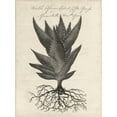 thumbnail image 2 of Thornton, Robert J. 25x32 Gold Ornate Wood Framed with Double Matting Museum Art Print Titled - Thornton Succulents I, 2 of 4