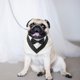 thumbnail image 3 of Bandana de boda para perro, collar para perro con pajarita, disfraz de cumpleaños, esmoquin ajustable para fiesta de mascotas, rayas negras, 3 of 5